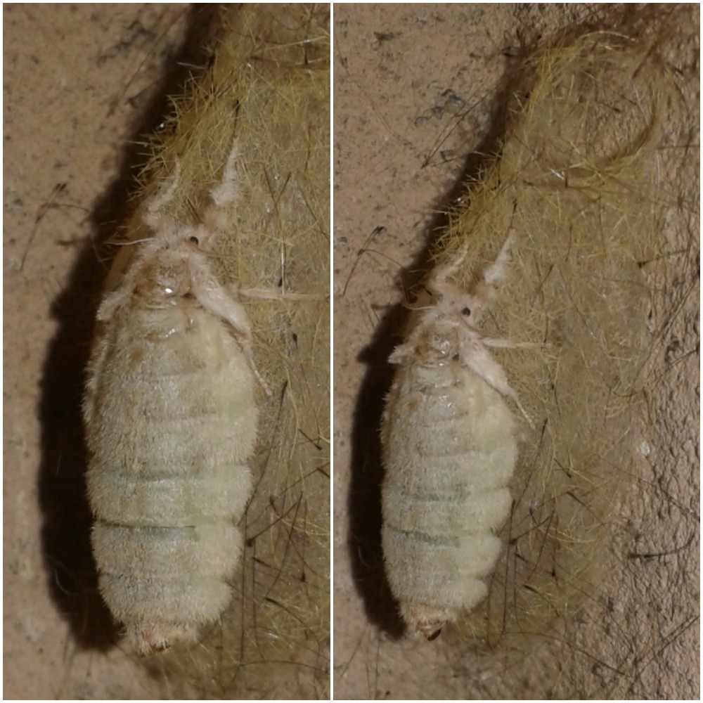 Femmina di Orgyia antiqua (Erebidae Lymantriinae)?  S